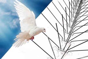 شركة مكافحة الحمام